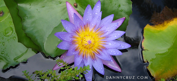 Hana Social Flower in Maui